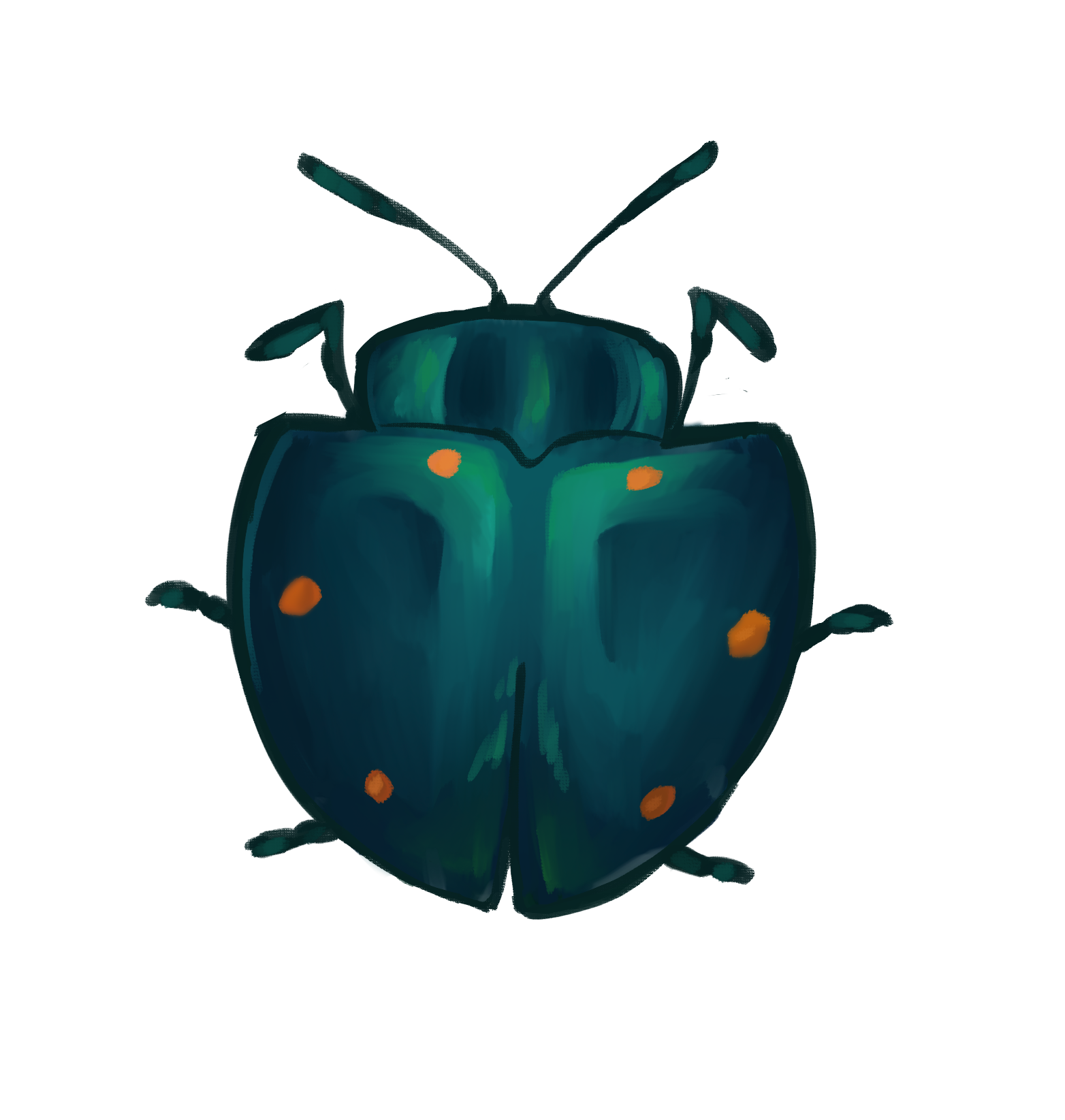 Cyrtonota sexpustulata Sticker