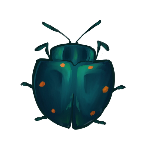 Cyrtonota sexpustulata Sticker