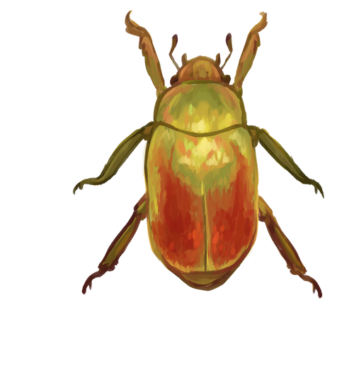 Jewel Scarab