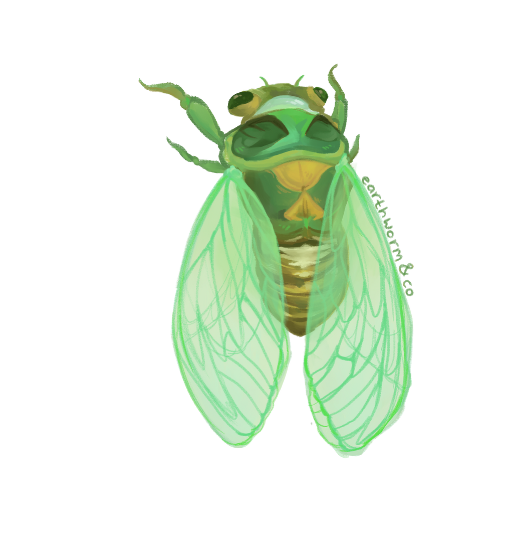 Cicada