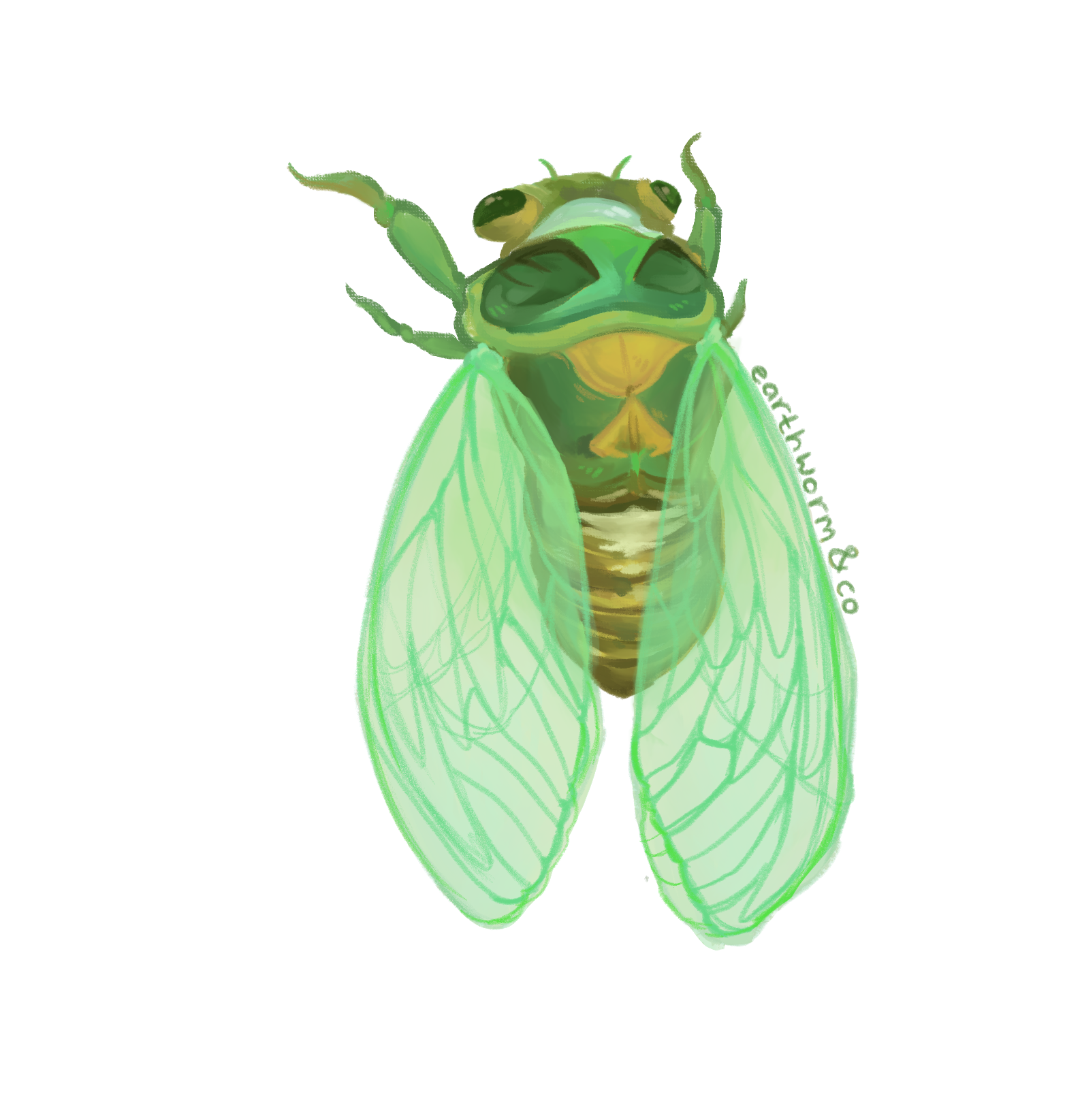 Cicada