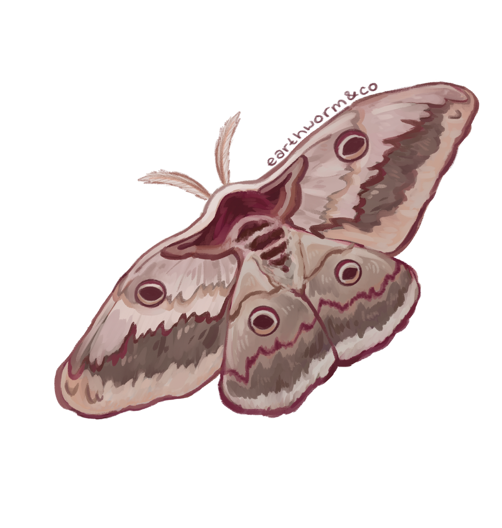 Giant Peacock Moth