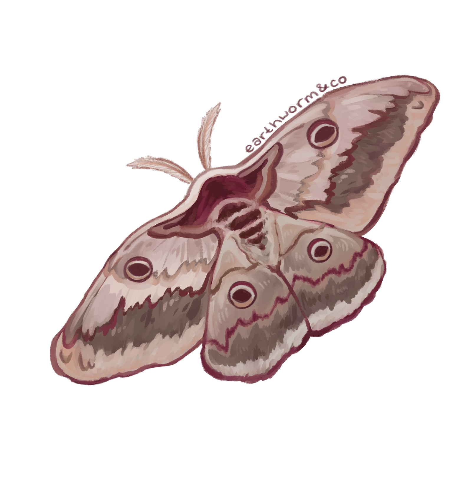 Giant Peacock Moth
