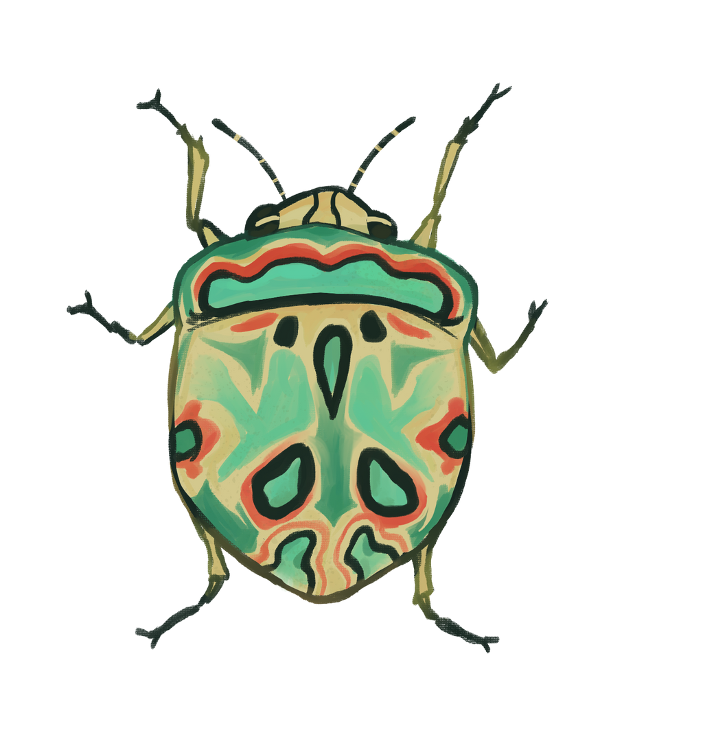 Picasso Bug
