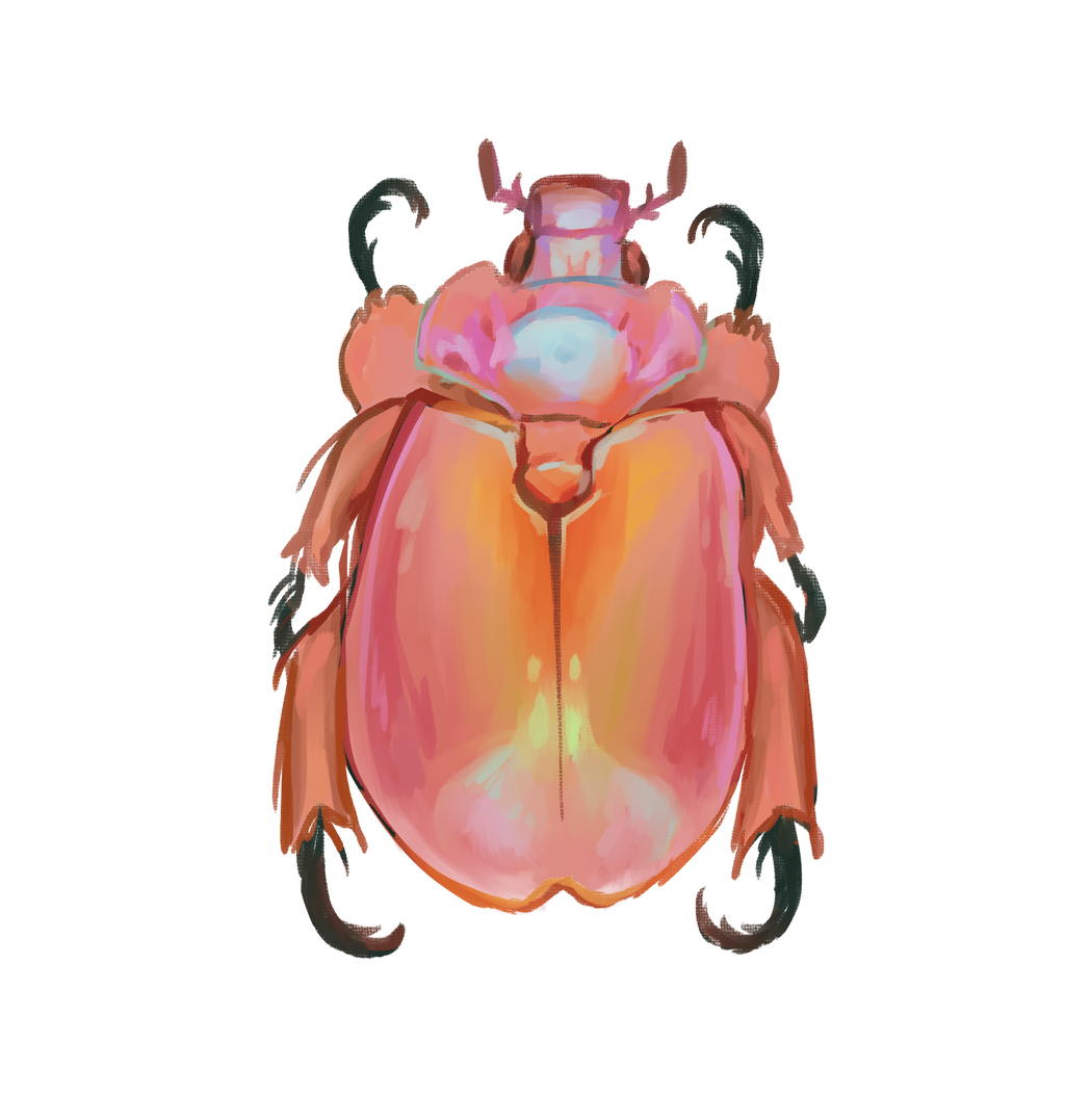 Duck Billed Queen Beetle