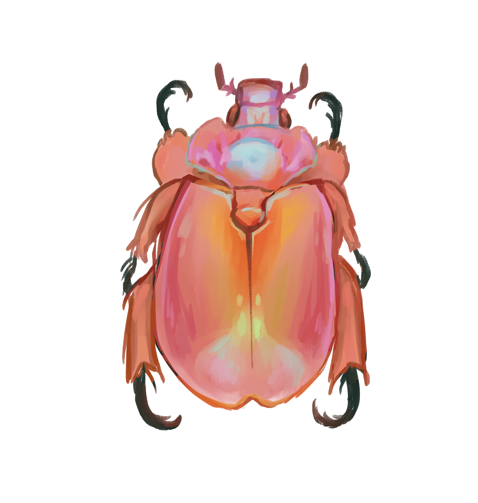 Duck Billed Queen Beetle