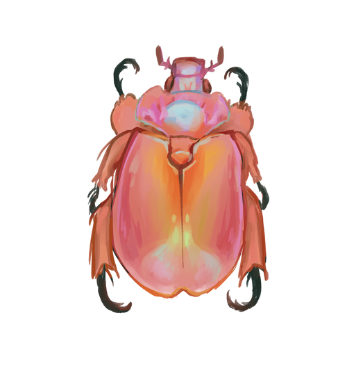 Duck Billed Queen Beetle