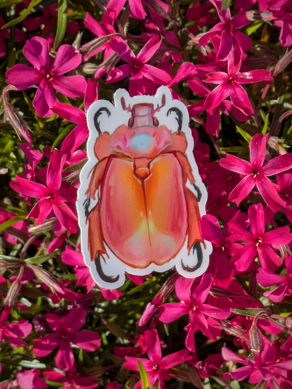 Duck Billed Queen Beetle