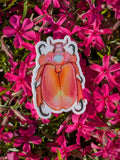 Duck Billed Queen Beetle