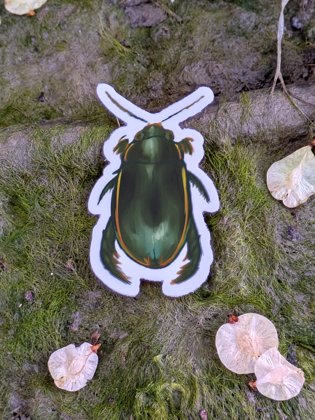 Diving Beetle