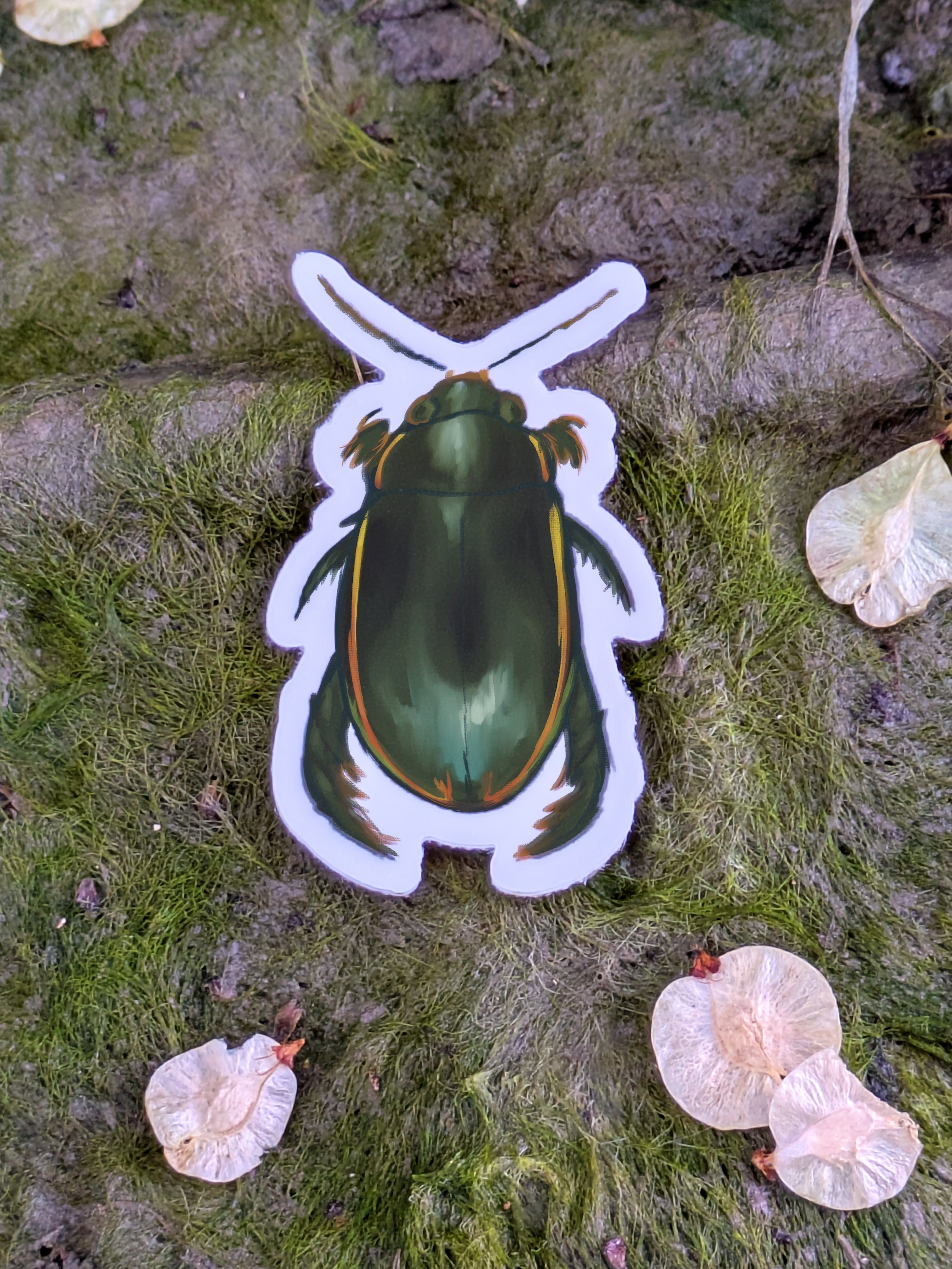 Diving Beetle