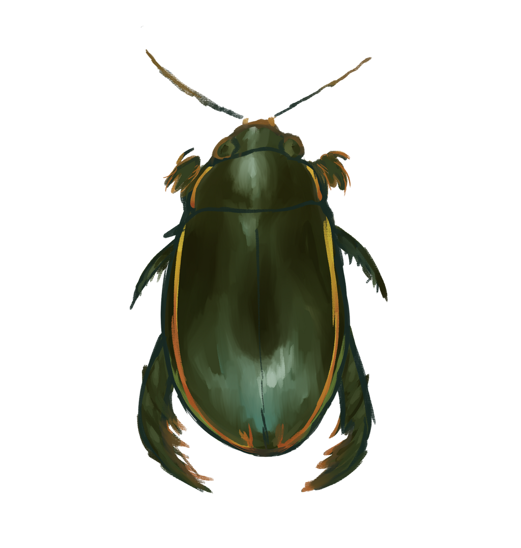 Diving Beetle