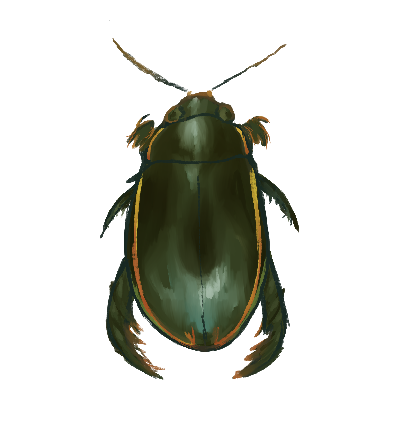Diving Beetle