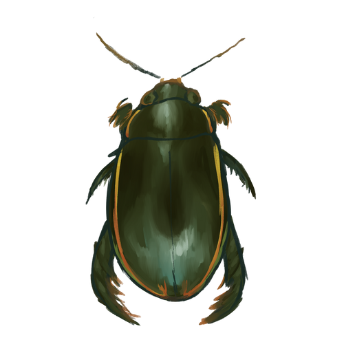 Diving Beetle