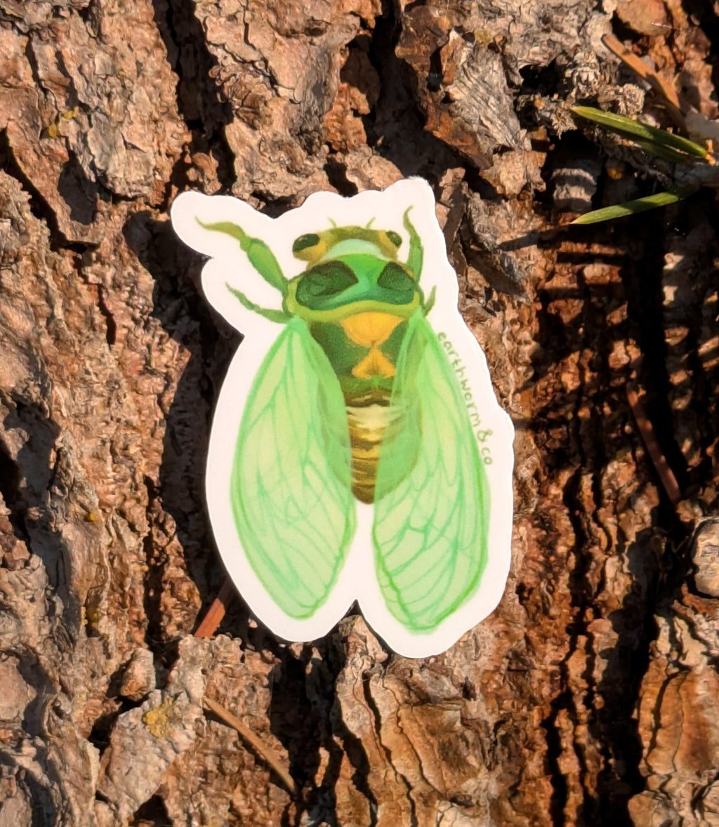 Cicada