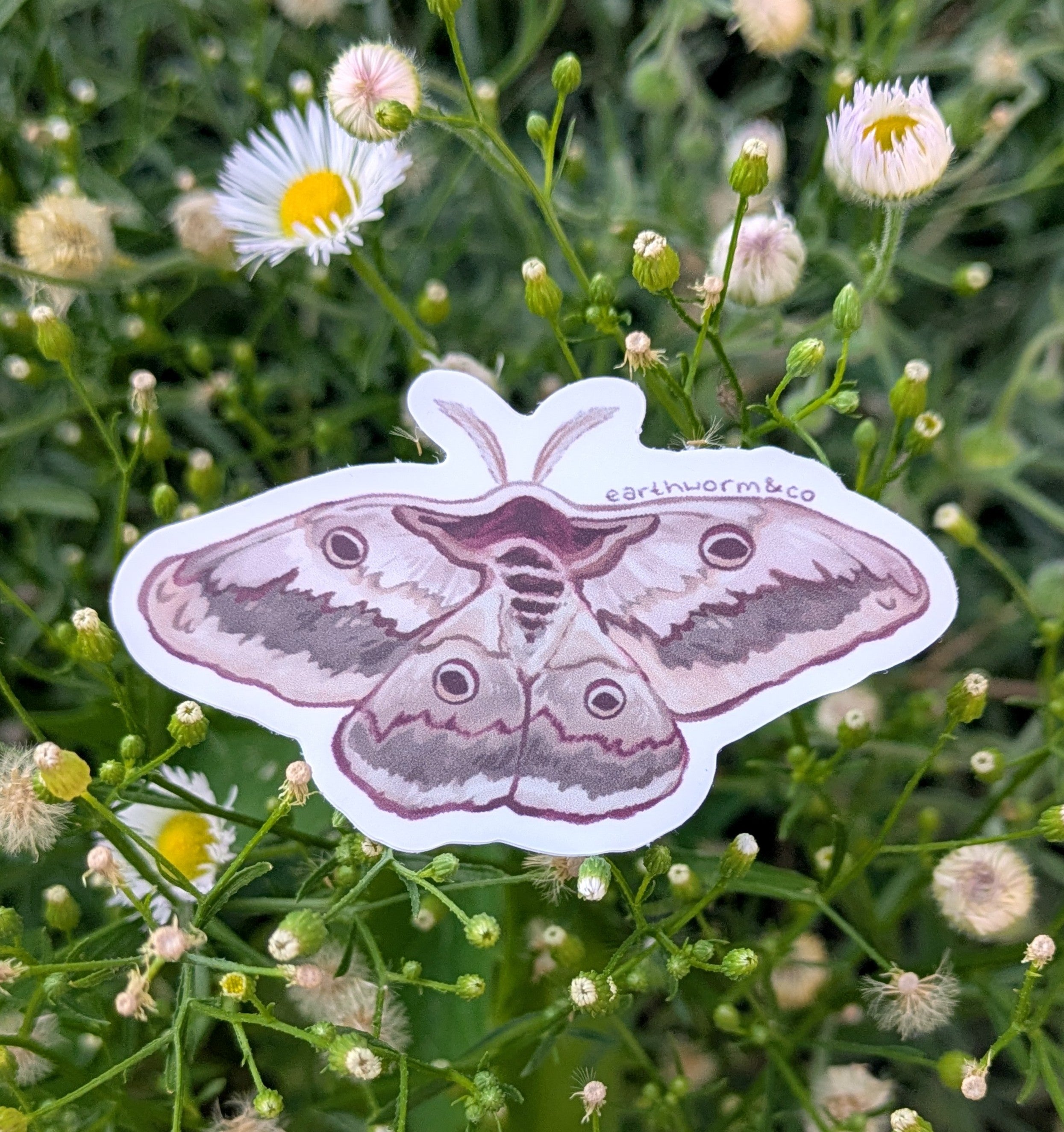 Giant Peacock Moth
